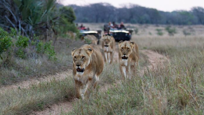 Lion Safari