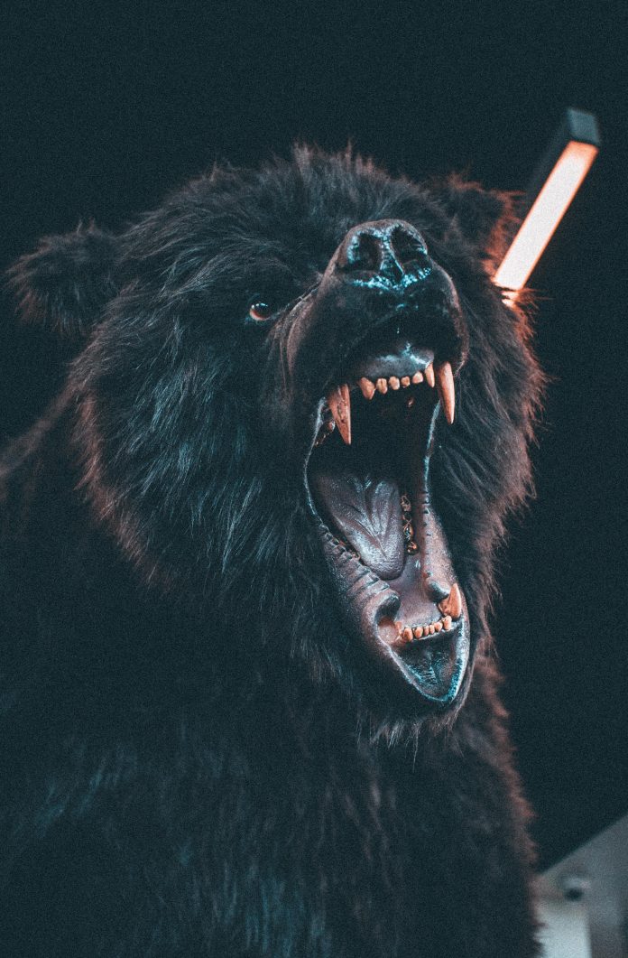 Angry bear